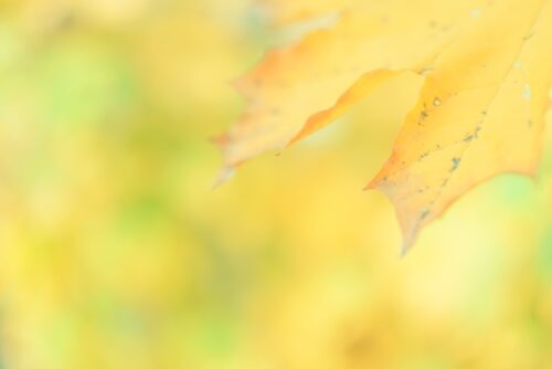 Höstutflykt till Ronneby